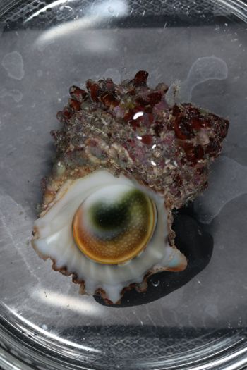 Media type: image;   Malacology 393771 Description: live specimen;